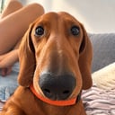 Frank🌭