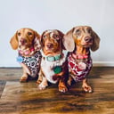 Harlequin Hounds Dachshunds