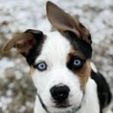 Maverick 🐾 Blue-Eyed Husky Mix