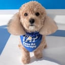 willowthepoochon_