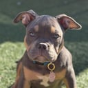 mr.teds_thebully