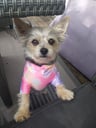 @missymoo_chorkie