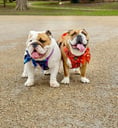 @queenie_hugo_bulldogs