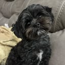 @tippytheshihpoo