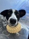 @notabiscuit.oreo