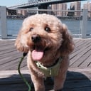 @kenzuthepoochon