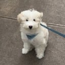 melotheminibernedoodle
