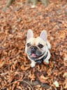 Frankie
