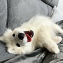 Sammy
