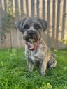Albie