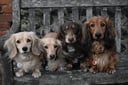 Cookie, Hattie, Slinky, Annie & Cookie +3