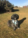 Toby