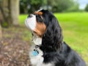 Koda