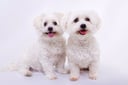 Oscar and Milly & Oscar +1