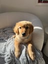 Maverick