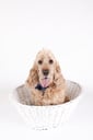 Riley