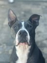 Max