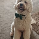 Rex