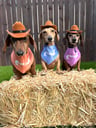 Maple, Thor, Loki