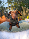Albie