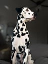 Zero The Hero Dalmatian