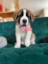 Appa