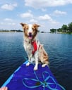 @rafiki.bordercollie