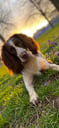 @bella.the.springerspaniel