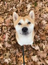jannestheshiba