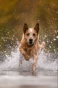 @johnnycashheeler
