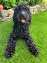 @mabeltheblackcockapoo