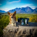 @laszlo.the.corgi