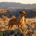 Chiweenie breed photo