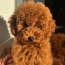 @toypoodle_nederland