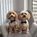 @bowie_the_cavachon