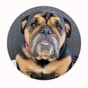 @fiona.englishbully
