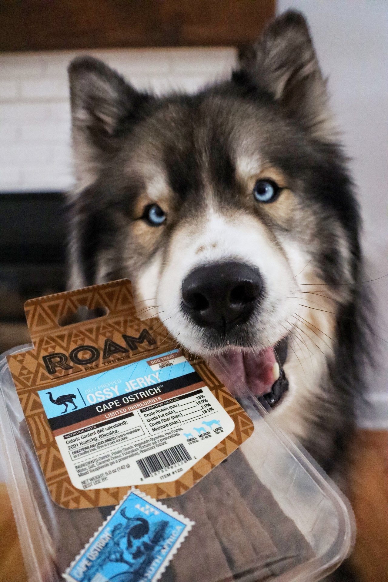 ROAM x @huskyboykuma