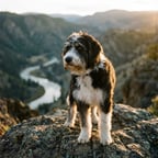 Bordoodle breed photo