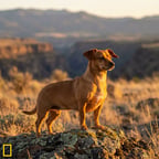 Chiweenie breed photo