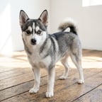 Huskyhuahua breed photo