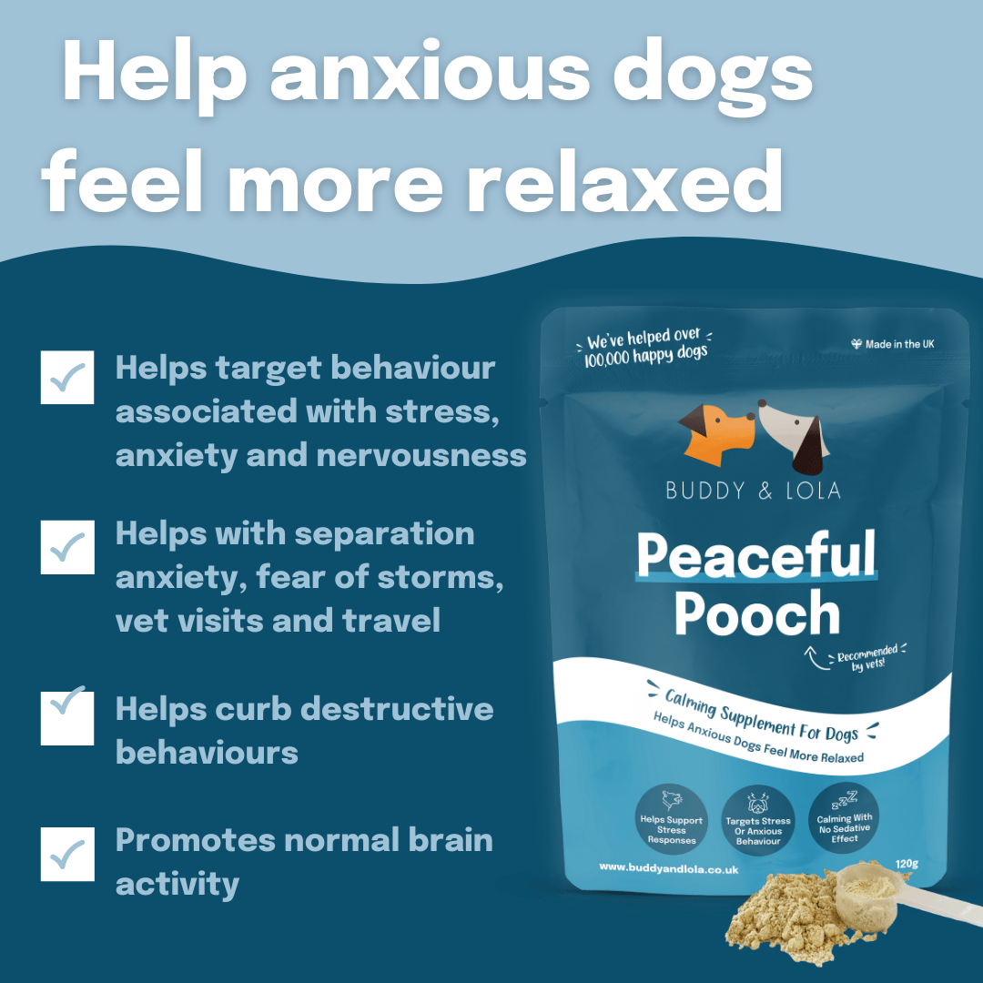 Peaceful Pooch
