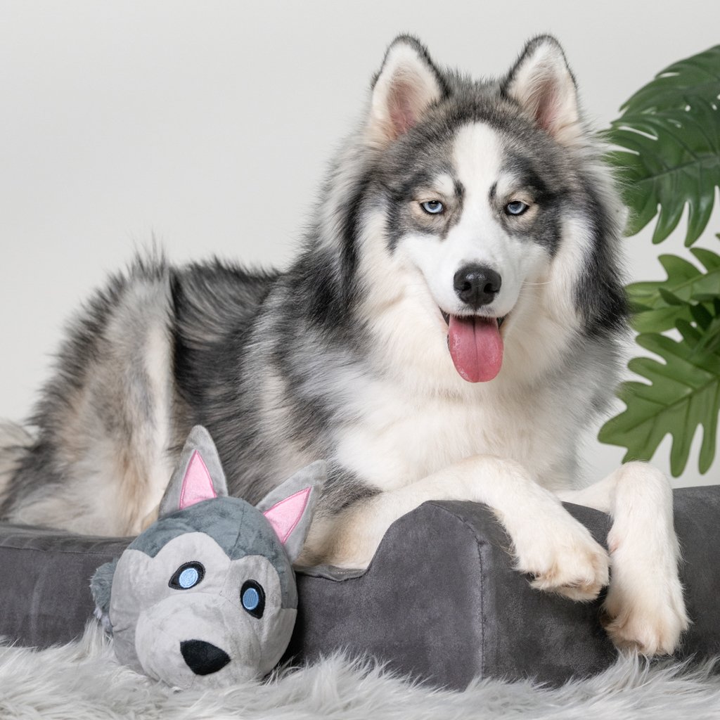 My Husky BallDog