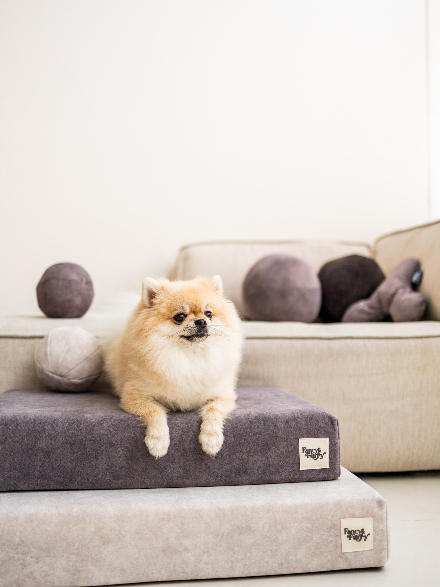 The Dog Mattress