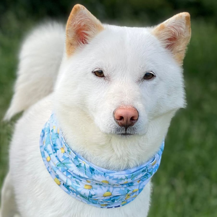 Dog Bandana with Built-In, No Nasties Flea & Tick Repellent  |  Crazy Daisy