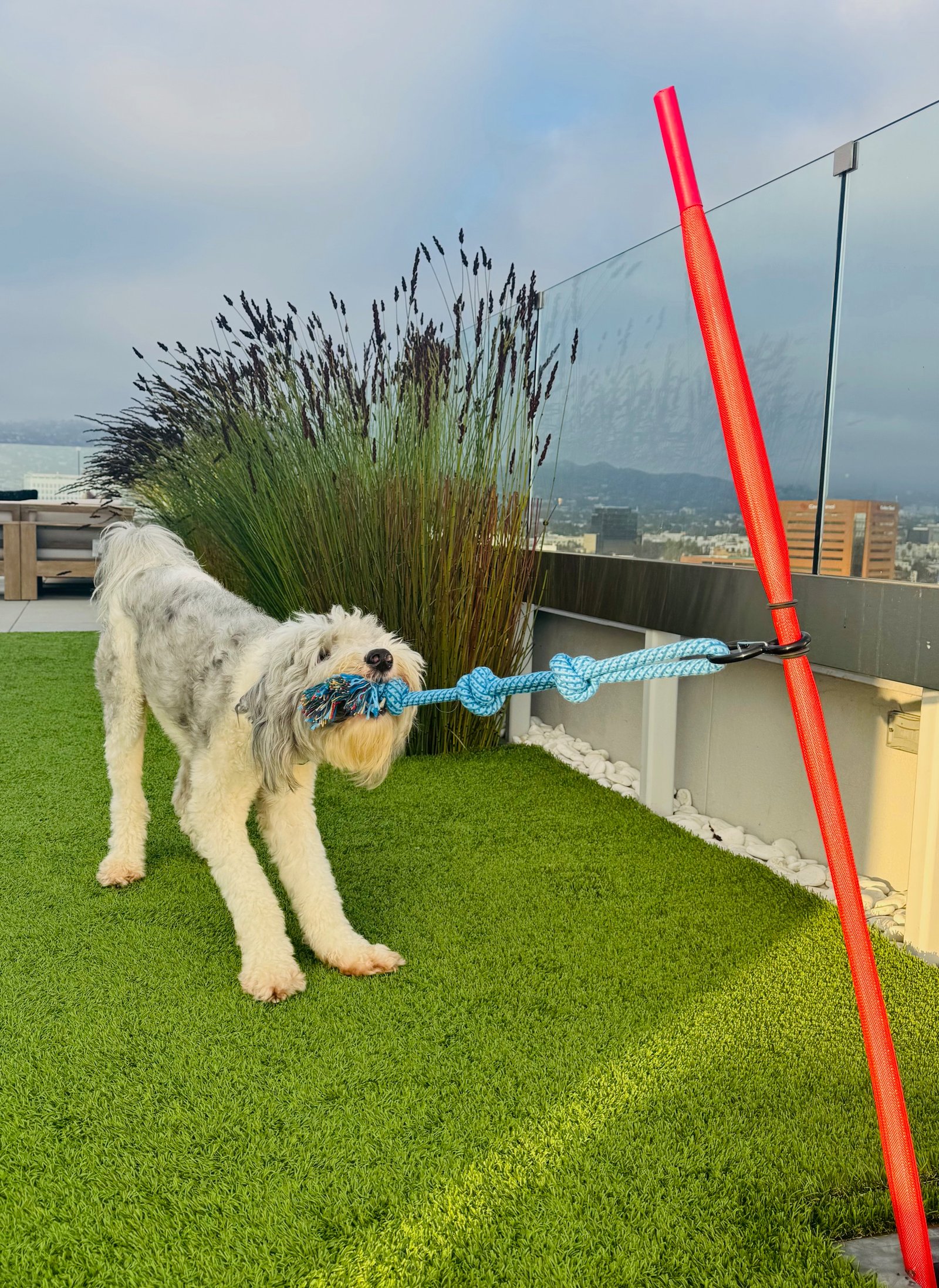 Outdoor Tug Pole with Rope, Ball, Tire, Treats Package