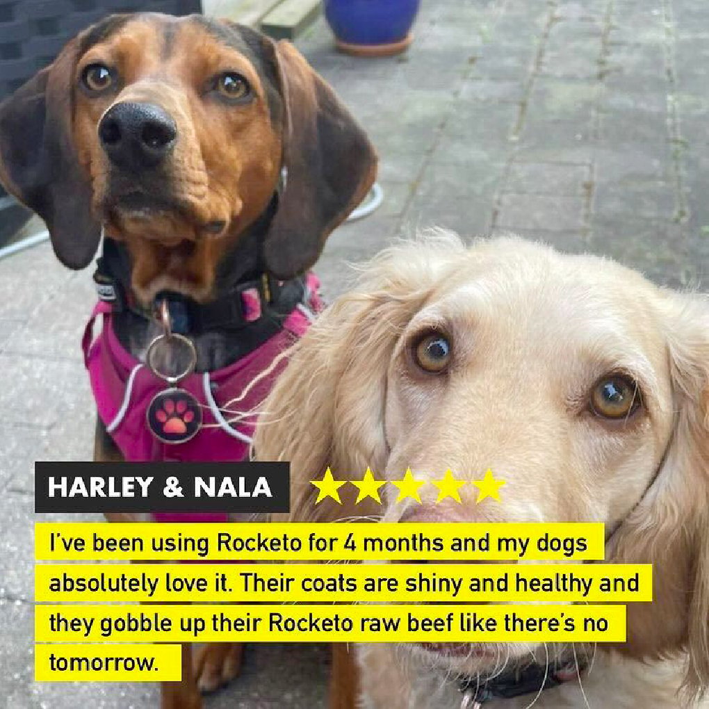 Rocketo Dog Food - Subscribe & Save