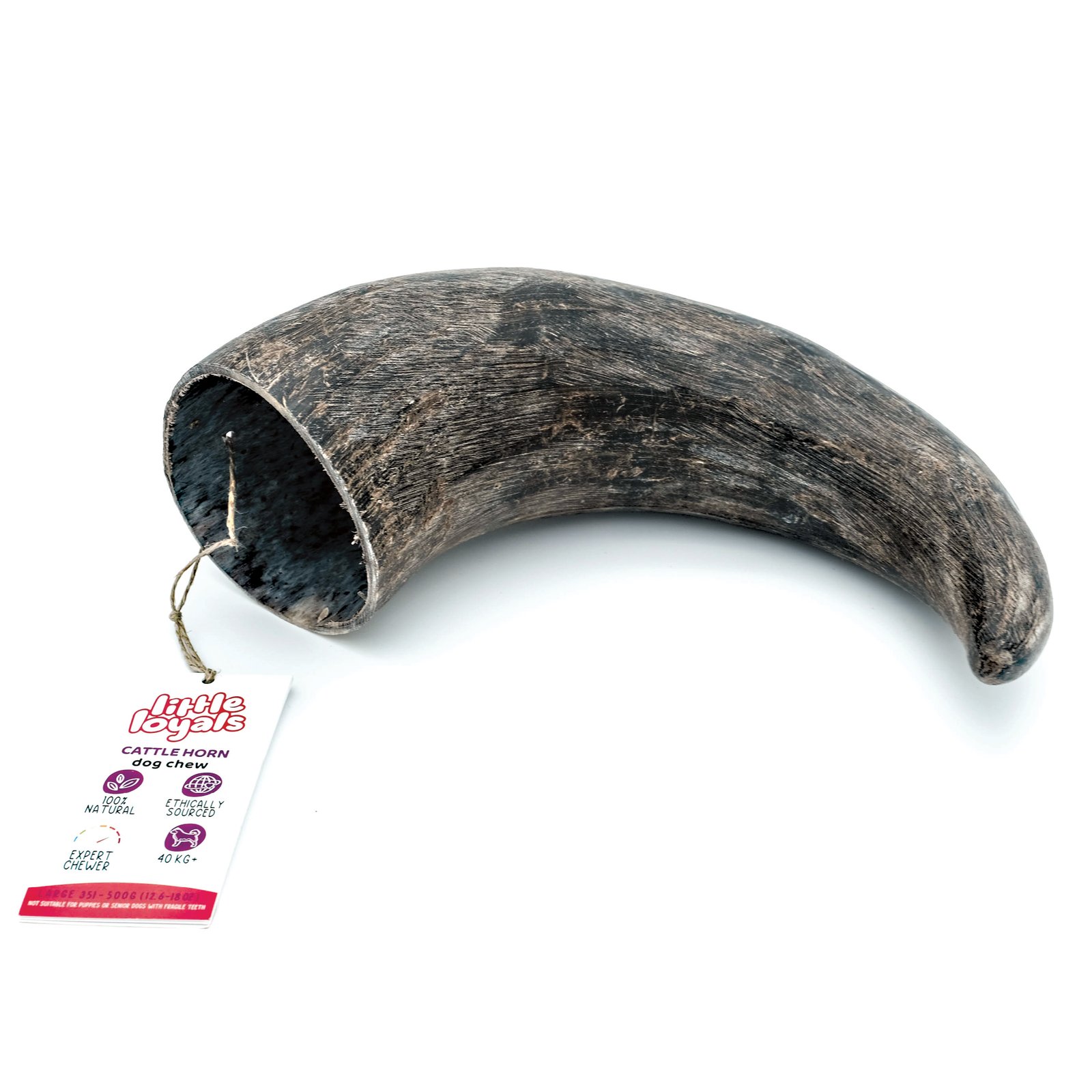 Cattle Horn