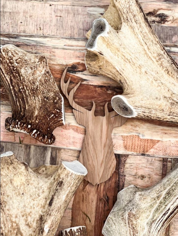 HUGE Red Deer Antler