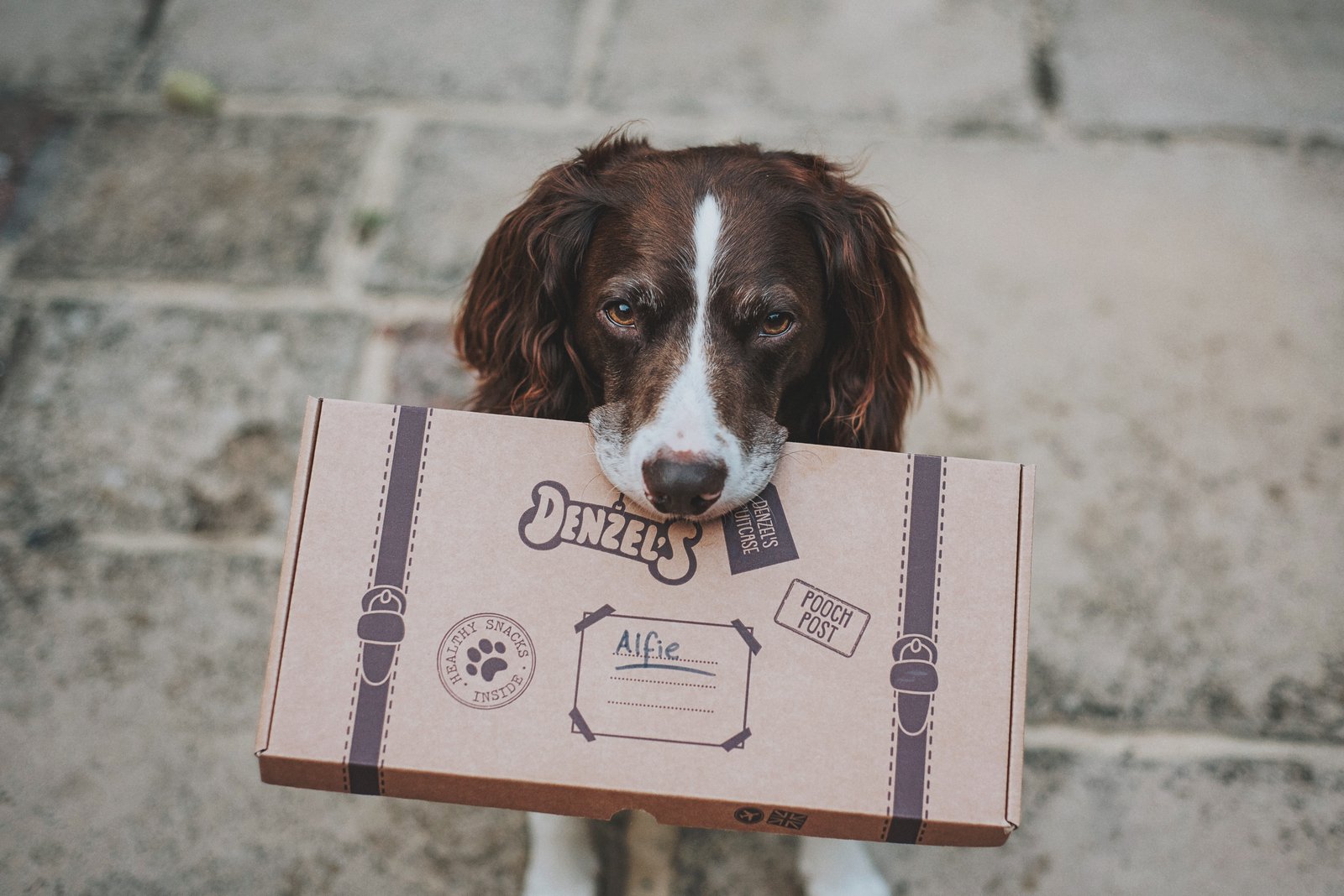 Denzel's soft-baked dog chews