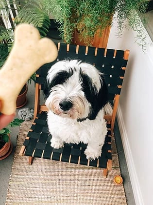 Large bone biscuits